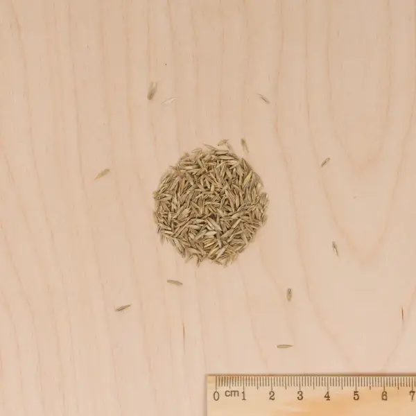 Fleuri - Pelouse Suisse - Paquerettes - MEDIA_3D